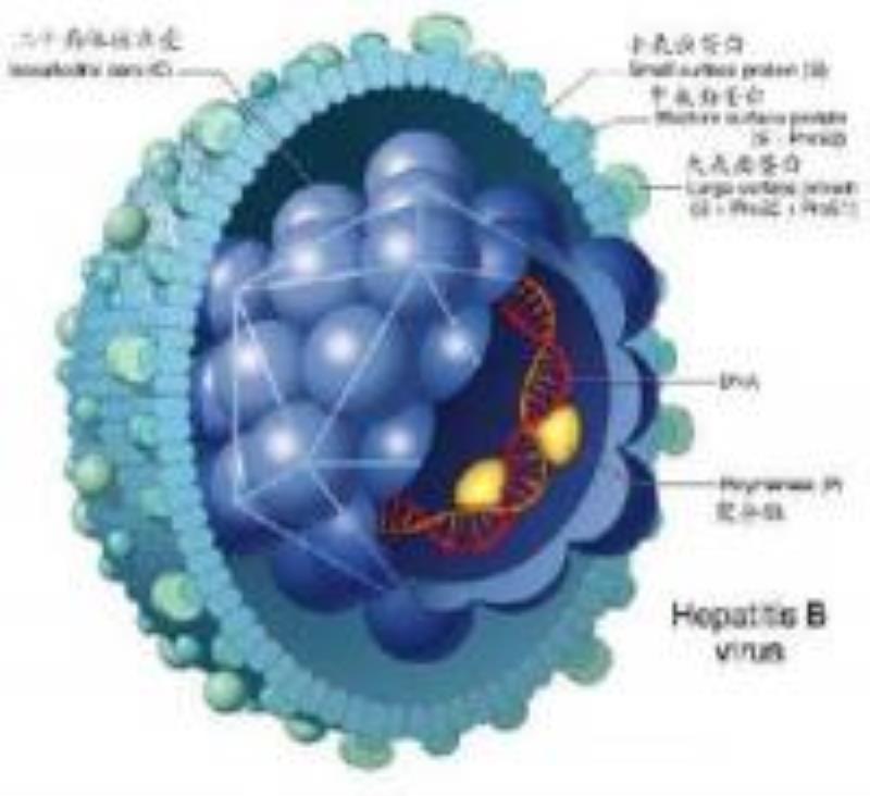 美國勞斯首次提出癌腫瘤是病毒所致