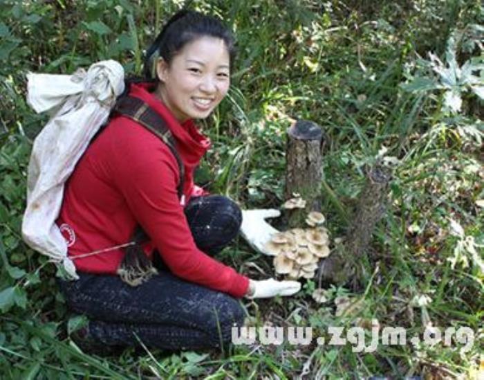 夢見撿蘑菇是什么預兆 夢見和別人一起搶著采蘑菇