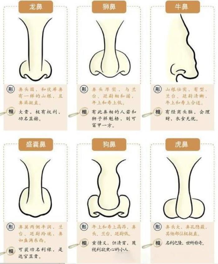 鼻頭大面相解析 鼻梁細鼻頭大的面相