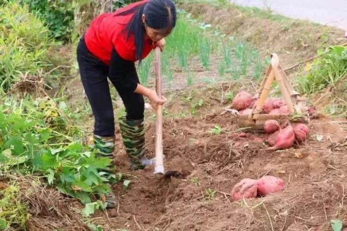 夢見自己在地里挖紅薯 女人夢見挖了好多紅薯是什么意思