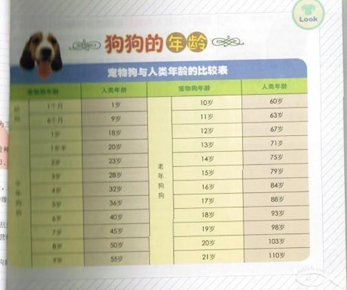 生肖狗出生的年份和性格 生肖狗年份表