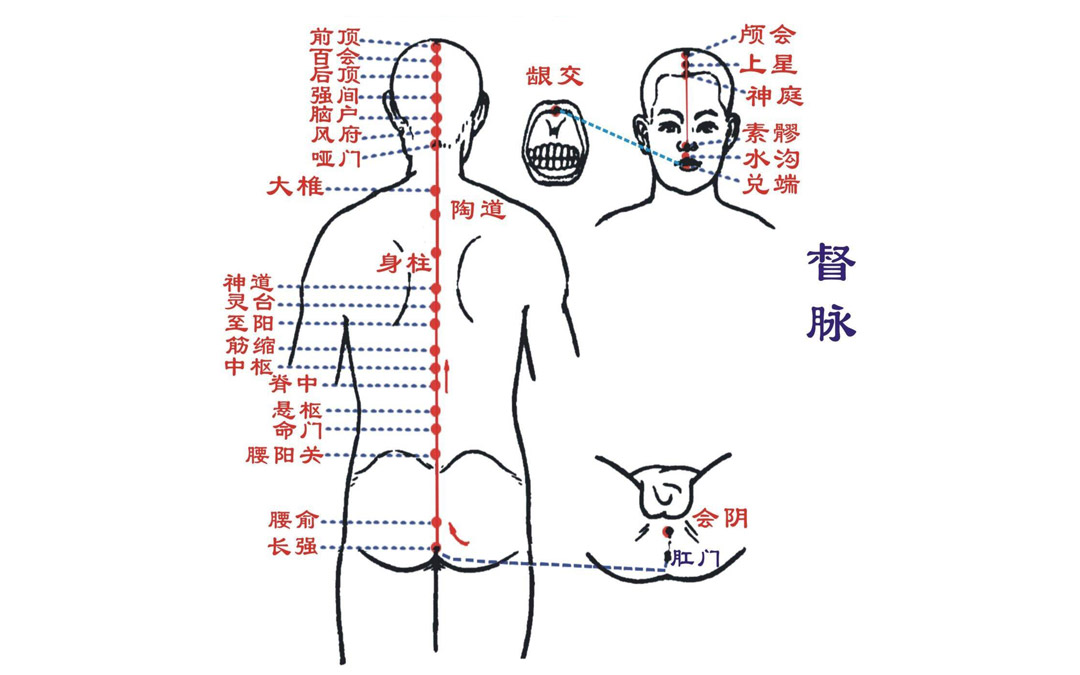 人體經絡圖 督脈